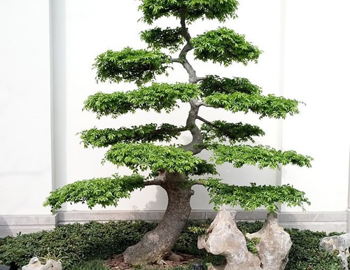胶南靠谱庭院设计哪家好